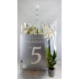 Phalaenopsis   ...white