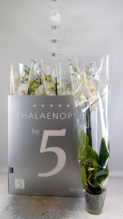 <h4>Phalaenopsis   ...white</h4>
