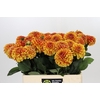 Dahlia American Sunset