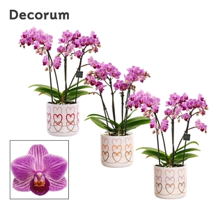 Phalaenopsis dazzling Dreamer 3-4 tak in Estelle (Craft world-co