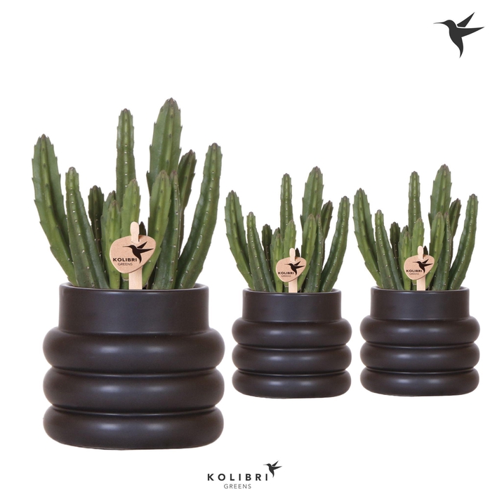 <h4>Kolibri Greens Stapelia Leendertziae in Bubble pot black</h4>