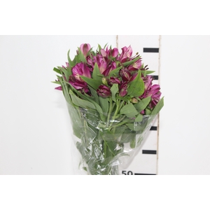 ALSTROEMERIA POMPEII 080 CM