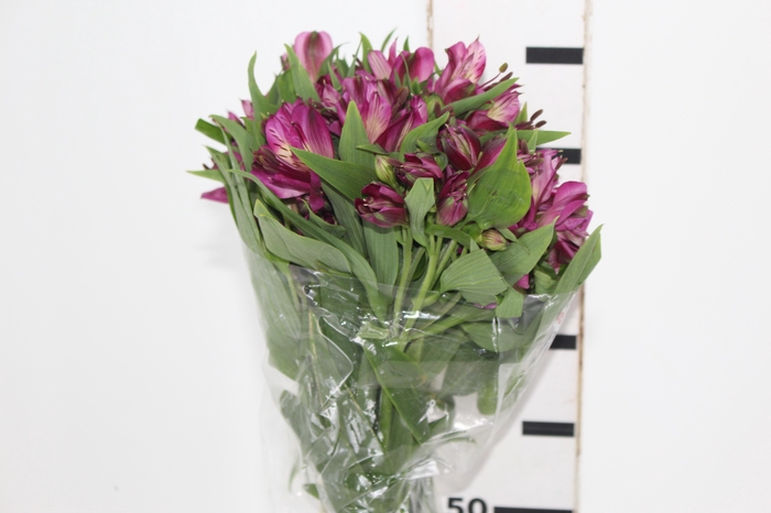 <h4>ALSTROEMERIA POMPEII 080 CM</h4>