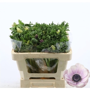 Anemone Galil Pastel