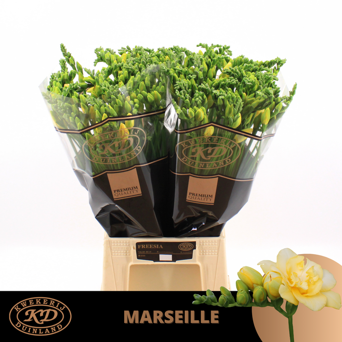 <h4>FR DU MARSEILLE</h4>