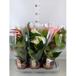 Anthurium   ...mix 4