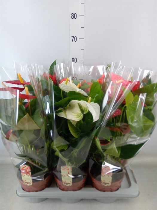 <h4>Anthurium ...mix 4</h4>