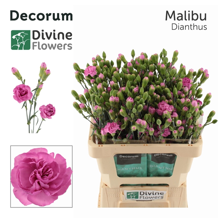 <h4>Di Tr Malibu Divine</h4>