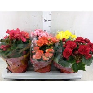 Begonia elat. DU   ...mix
