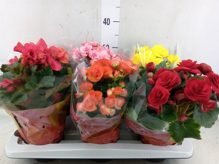 <h4>Begonia elat. DU   ...mix</h4>