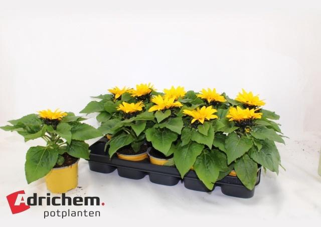 <h4>HELI SUNSATION</h4>