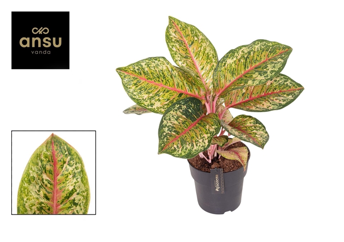 <h4>Aglaonema   ...</h4>