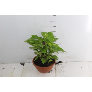 JIBOIA VERDE C21
