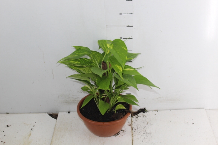 JIBOIA VERDE C21