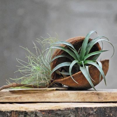 <h4>Arr.  Tillandsia H%</h4>