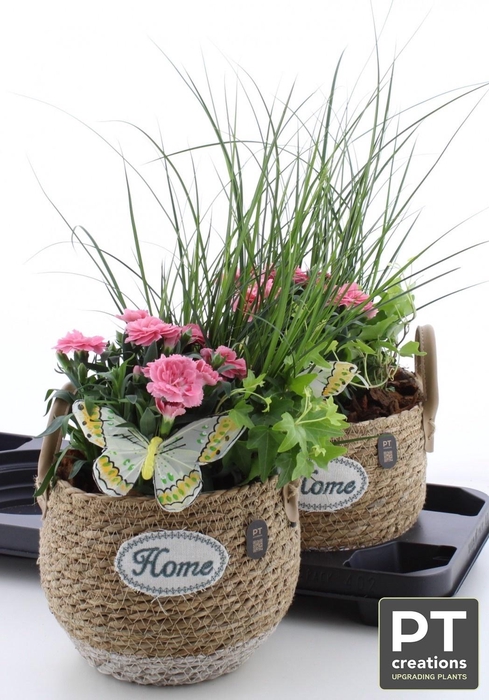 <h4>ARR TUINPLANTEN</h4>