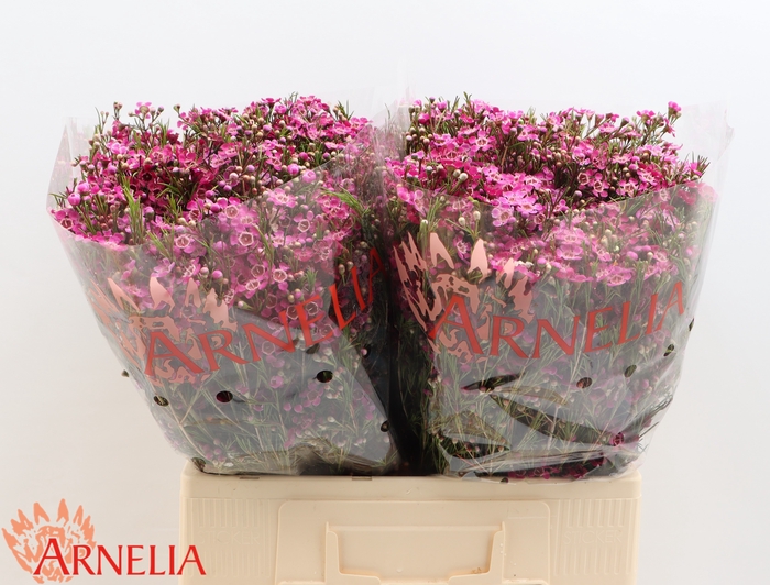 <h4>Chamelaucium 'purple Rain'</h4>