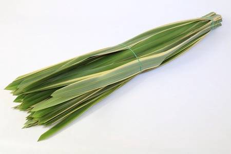 <h4>Phormium</h4>