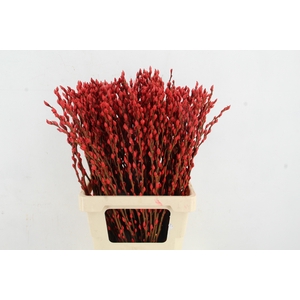 Salix Snowflake 70cm Red