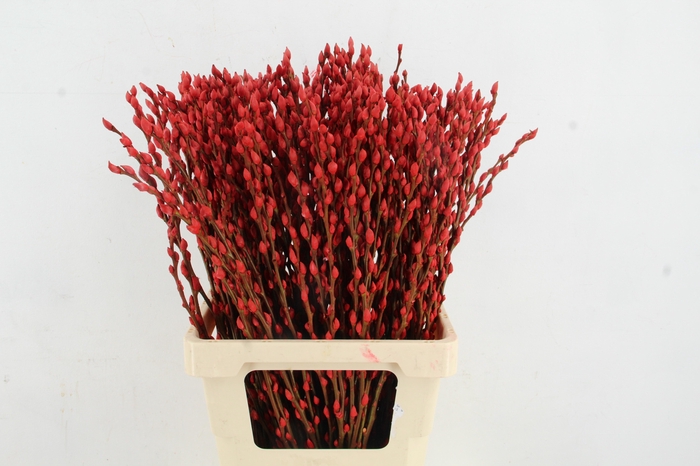 <h4>Salix Snowflake 70cm Red</h4>