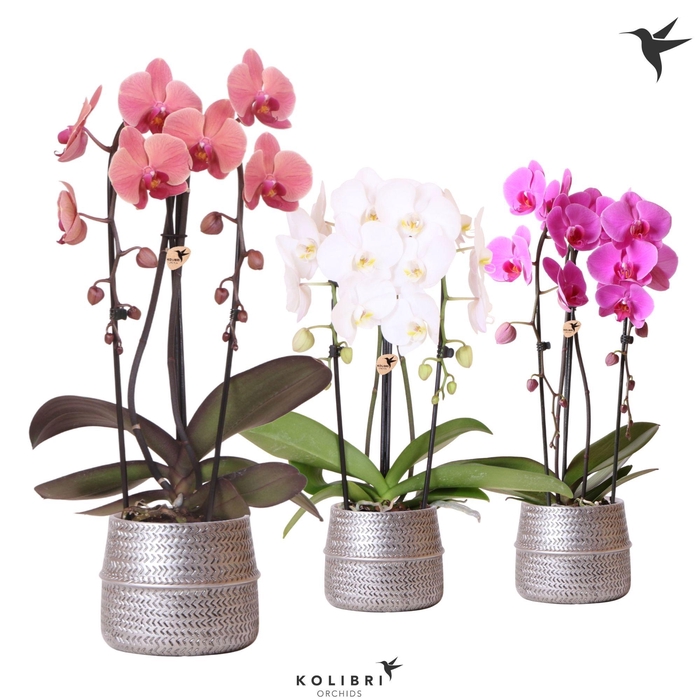 <h4>Kolibri Orchids Phalaenopsis Cascade Niagara Fall mix 2 spike in Groove pot silver</h4>