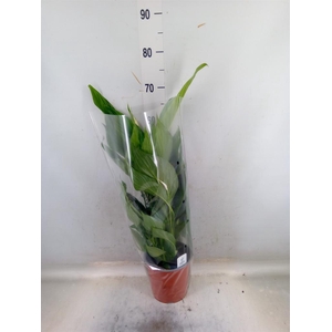 Spathiphyllum  'Bingo Cupido'