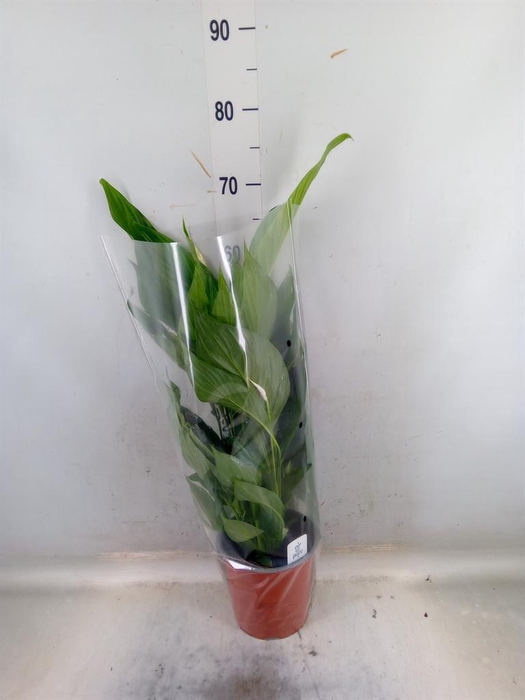 <h4>Spathiphyllum  'Bingo Cupido'</h4>