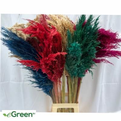 <h4>CORTADERIA MIXED</h4>