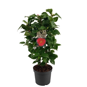Camellia Japonica Dr. King (rood/roze) 15+ knop