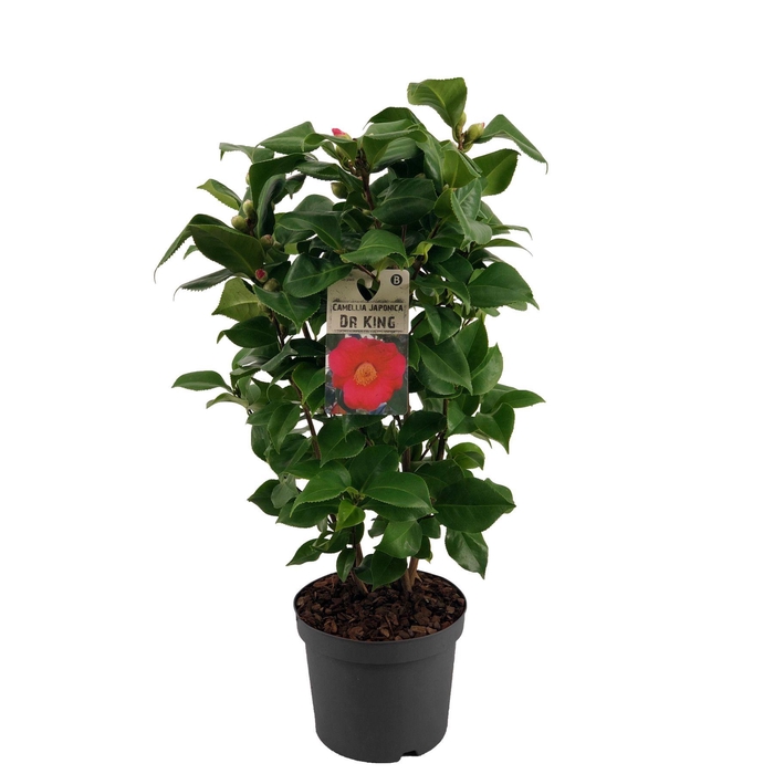 Camellia Japonica Dr. King (rood/roze) 15+ knop