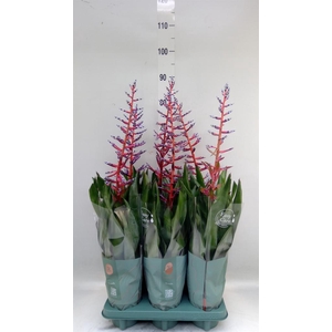 Aechmea  'Blue Rain'