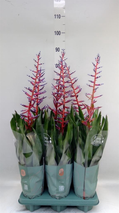 <h4>Aechmea  'Blue Rain'</h4>