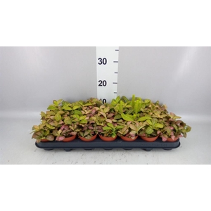 Fittonia   ...