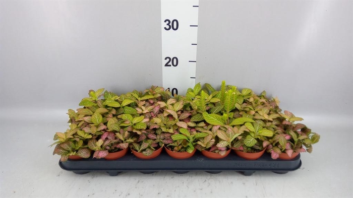 <h4>Fittonia   ...</h4>