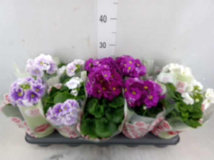 <h4>Primula obcon. 'SwKiss Amore'  .mix</h4>