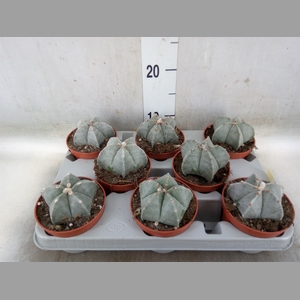 Astrophytum myriostigma