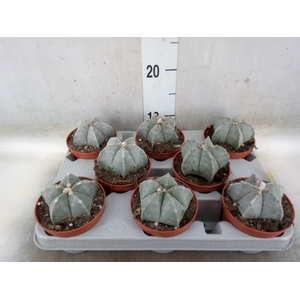 Astrophytum myriostigma
