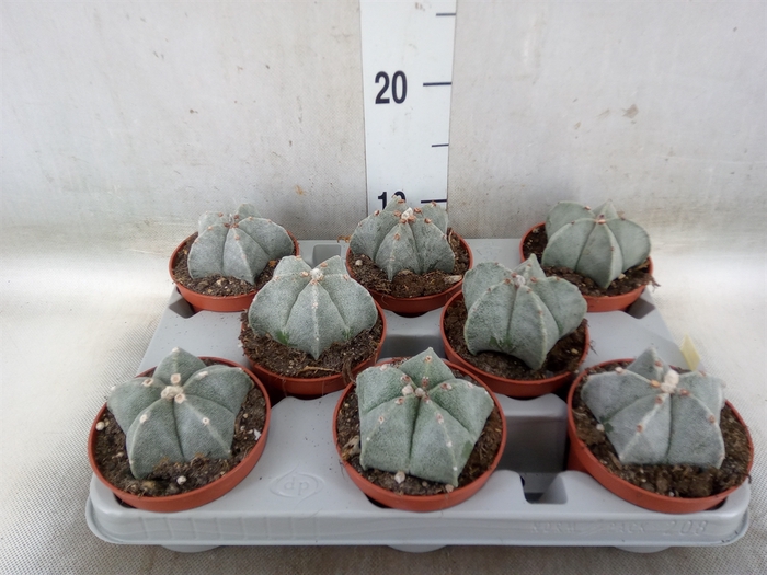 <h4>Astrophytum myriostigma</h4>