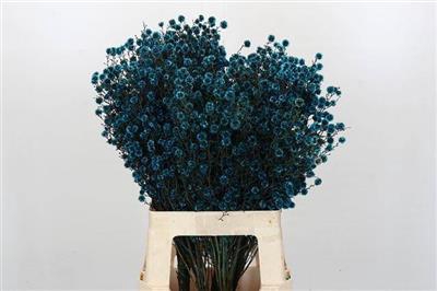<h4>STILLINGIA BLAUW 70</h4>
