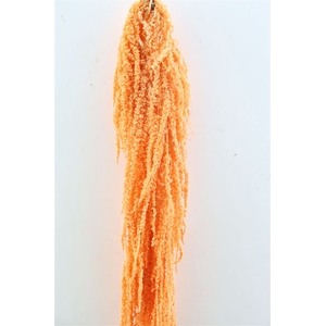 Pres Amaranthus Caud Salmon Bunch