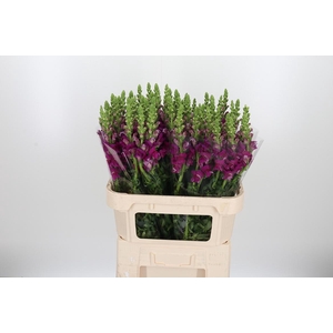 Antir Toulon Purple