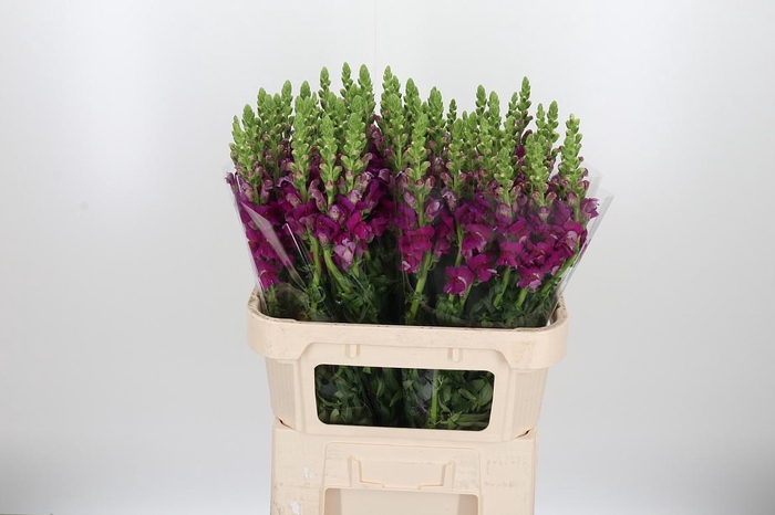 <h4>Antir Toulon Purple</h4>