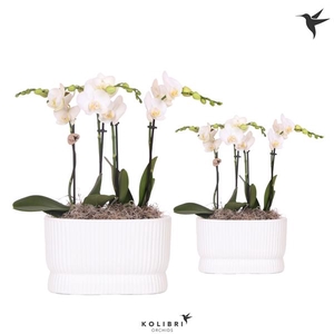Arrangementen Phalaenopsis mt H%
