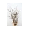 CHAENOMELES SUPERBA WHITE EXTRA 080CM
