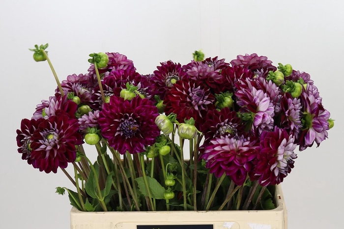 <h4>Dahlia Embassy</h4>
