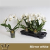 Phal El Cascade Mirror White