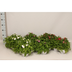 Schizanthus Atlantis