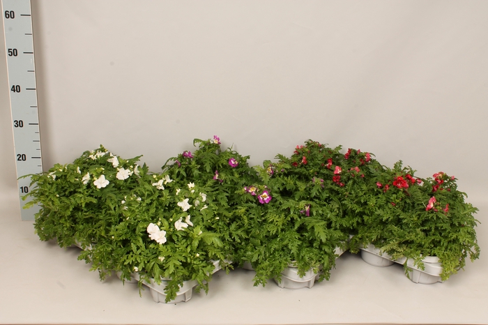 <h4>Schizanthus Atlantis</h4>