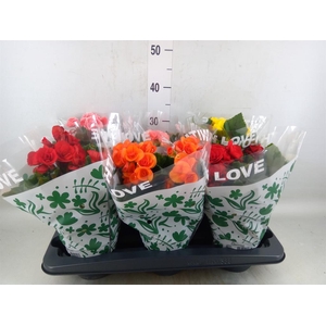 Begonia elat. DU   ...mix