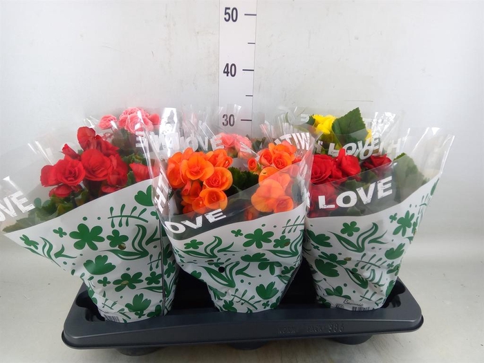 <h4>Begonia elat. DU   ...mix</h4>